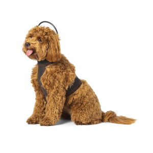 ASSISI CALMER CANINE  WITH VEST - SMALL