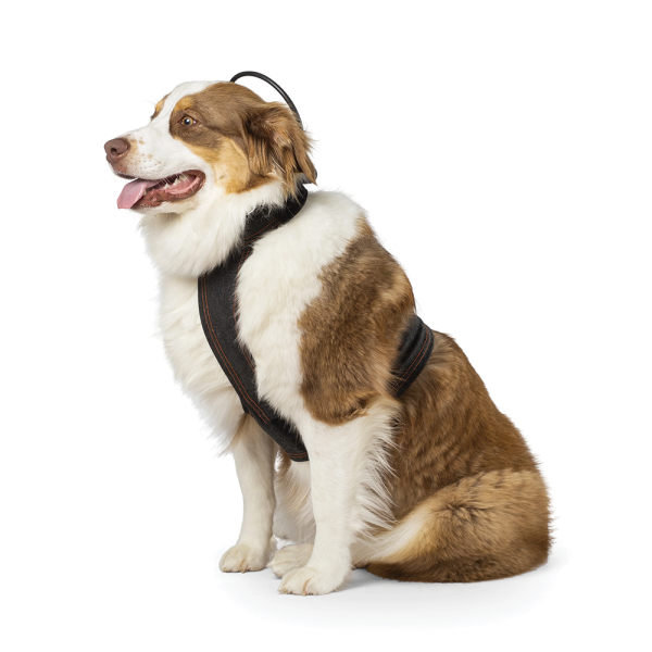 ASSISI CALMER CANINE WITH VEST - MEDIUM