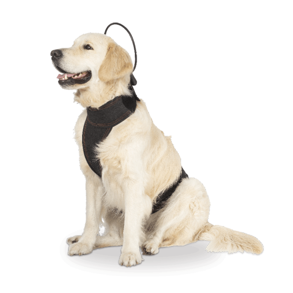 ASSISI CALMER CANINE LOOP WITH VEST - EXTRA LARGE - Image 2
