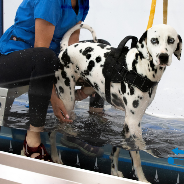HYDRO PHYSIO CANINE 5 UNDERWATER TREADMILL - Image 2