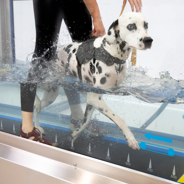 HYDRO PHYSIO CANINE 5 UNDERWATER TREADMILL - Image 3